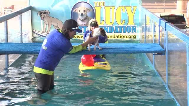 Macho the surfing dog entertains crowds