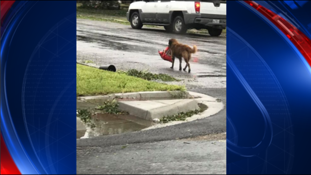 Dog carrying bag of food in Harvey becomes viral star