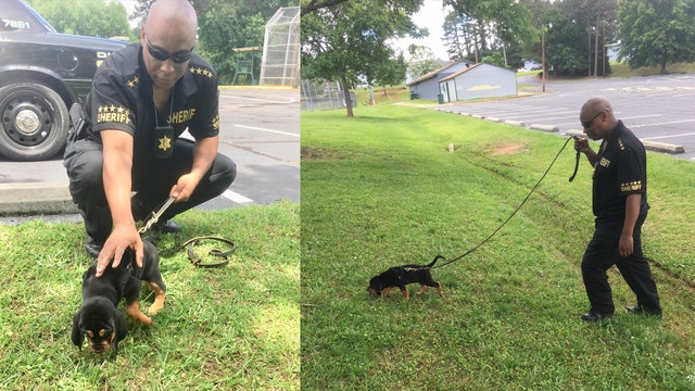 First bloodhound puppy joins Clayton Co. Sheriff's Office