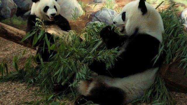 Zoo Atlanta's twin pandas to be returned to China