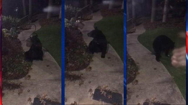 Black bear uses Georgia man's birdfeeder as food bowl