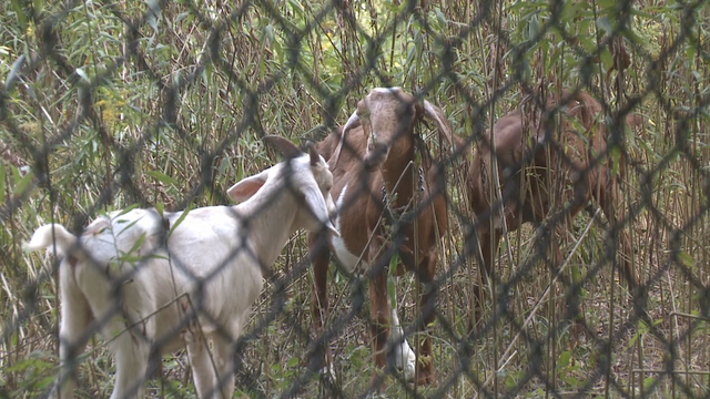 Goat landscaping team gets to work at Agnes Scott College