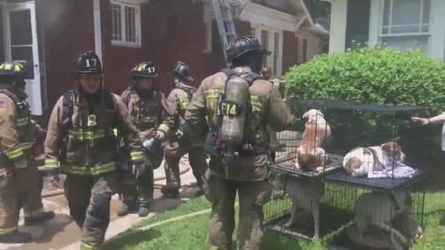 Atlanta firefighters rescue dogs from fire