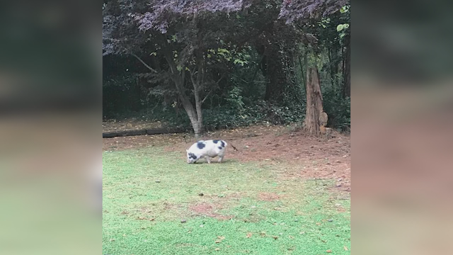 Pigs makes home in backyard of family home in Conyers