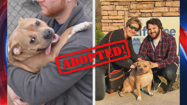 Dog that's 'too nice' gets new home