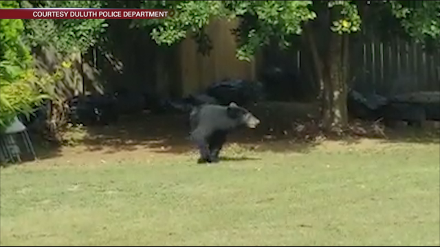 Black bear relocated from Duluth neighborhood