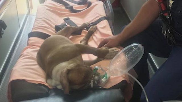 Firefighters pull puppy from burning RV