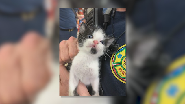 Roswell firefighters rescue kittens
