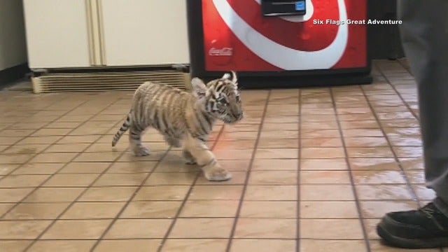 Rare Siberian tiger named after Carli Lloyd