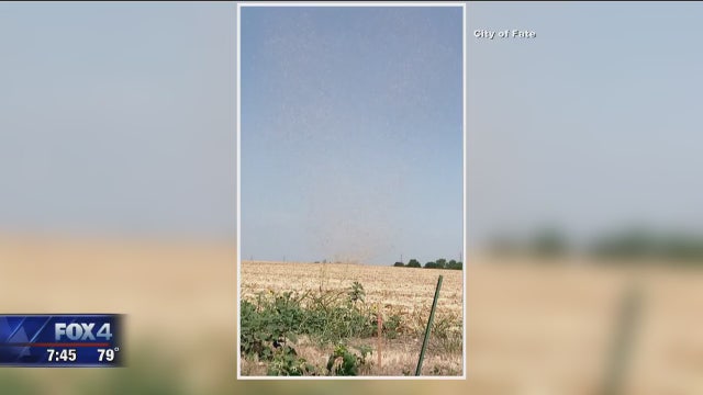 VIDEO: ‘Corn'ado spins through North Texas field