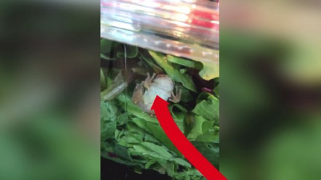 Wisconsin family finds live frog in boxed salad mix