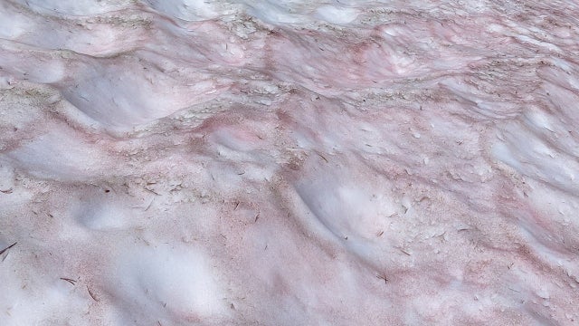 'Watermelon snow' found in Yosemite National Park at high elevation