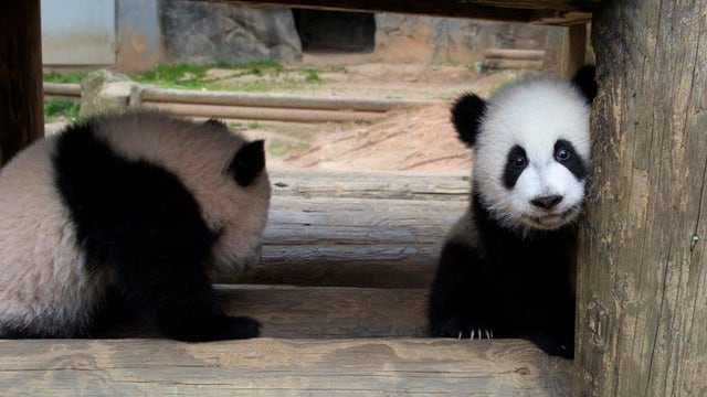 Zoo Atlanta offering special Grandparents Day deal