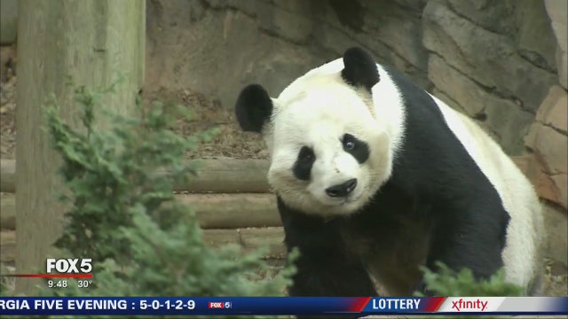 Zoo Atlanta's panda predicts Peach Bowl winner
