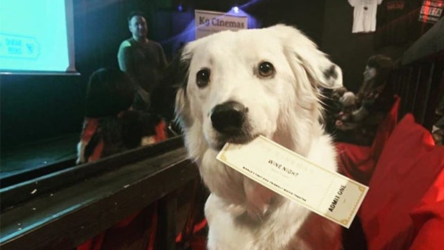Movie theater allows dogs and offers bottomless wine