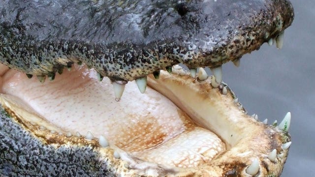 Alligator bites weed-whacking Florida man