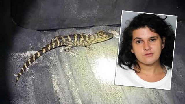Authorities: Woman sentenced after pulling alligator from pants during stop