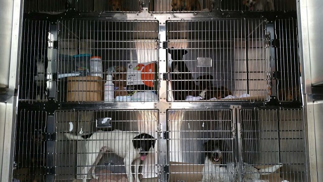 72 Mississippi dogs, cats head to Georgia for new homes