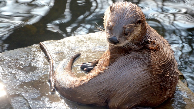 Otto the otter, 'a cheerful creature,' dies after park guests allegedly threw food into enclosure