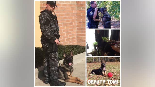 Two Georgia K-9's need your votes to win national contest