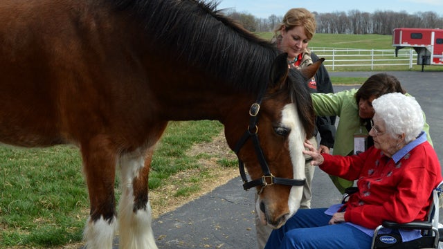 A lifelong wish comes true for a 95-year-old lover of horses