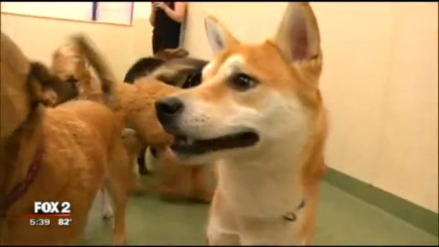 Study: Dogs show empathy, sensitivity to owner emotions