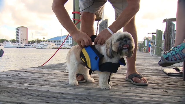 Dog wearing life vest rescued from river