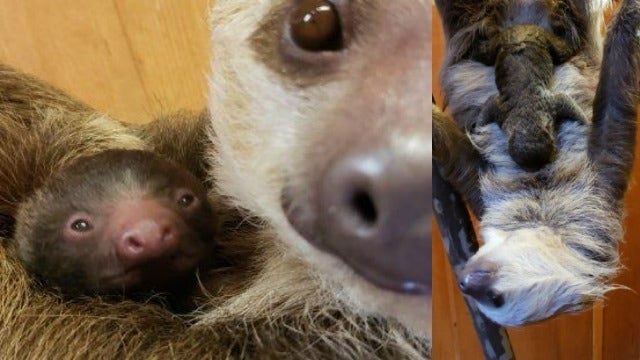 Zoo Atlanta welcomes baby sloth