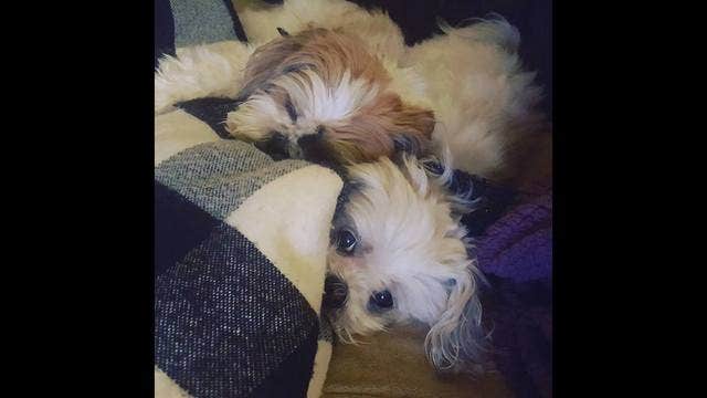 Study: Women sleep better next to dogs than their significant others