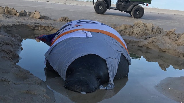 Crews rescue beached manatee on New Smyrna Beach
