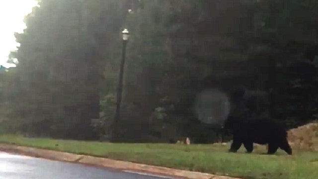 Why did the bear cross the road? The answer won't surprise you