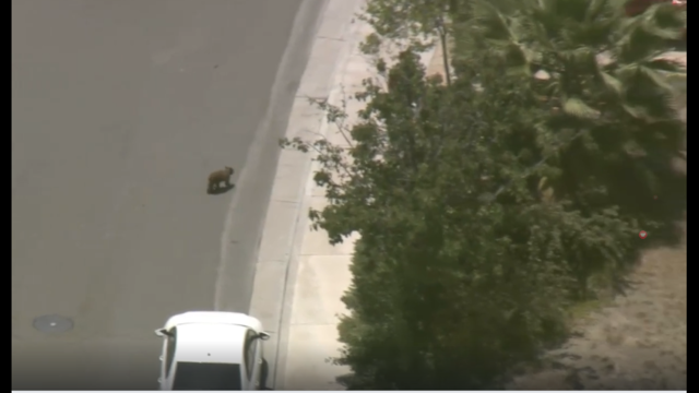 Bear, cub spotted roaming around neighborhood in Castaic