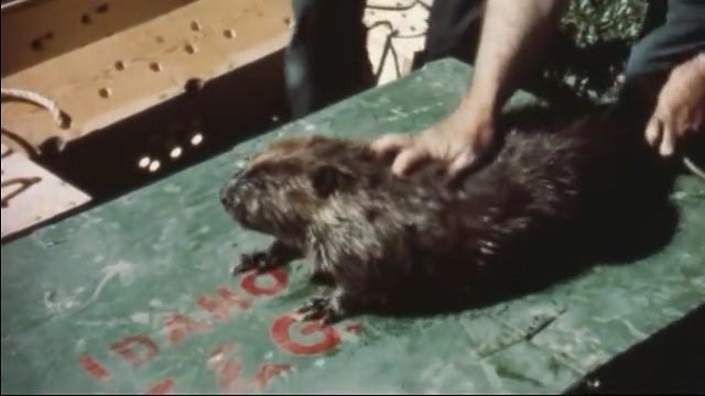Why Did the Government Parachute Beavers during the 40s, 50s?