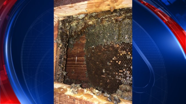 Homeowner finds second bee hive in home in less than 2 years