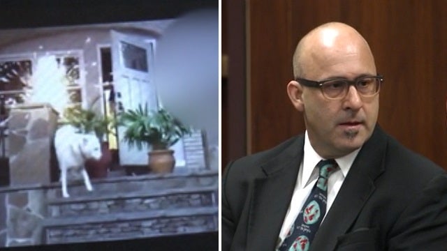 Man accused of setting off fireworks near dog in court