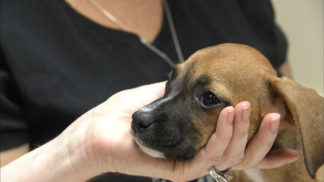 Rescued boxer puppies up for adoption at angels among us pet rescue