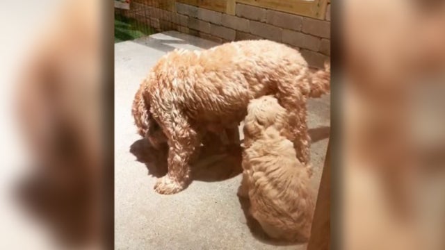 Puppies dance while drinking mom's milk in adorable video