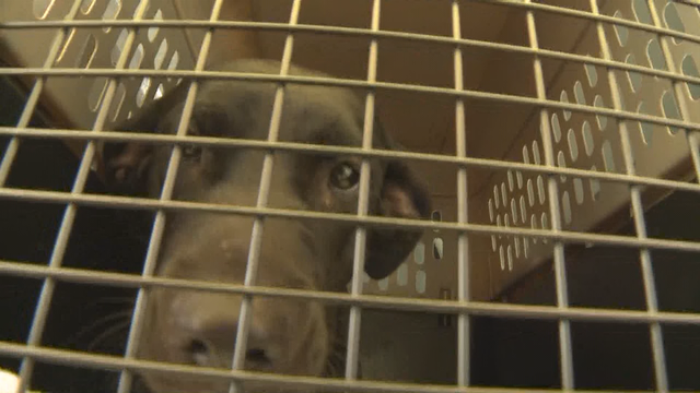 Atlanta Humane Society taking in pets before hurricane hits