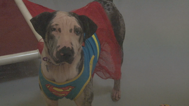 Dogs rescued from Puerto Rico up for adoption in Atlanta