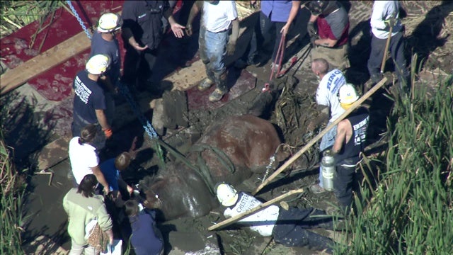 Crews free horse trapped in mud in Chester County