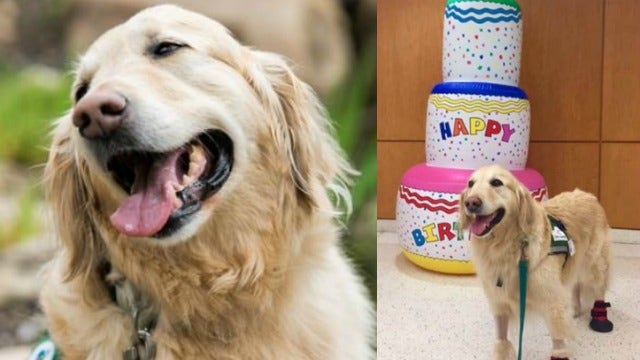 CHOA's first-ever facility dog retires after 9 years of service