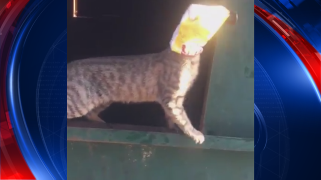 Roswell Police prevent 'cat' astrophic incident