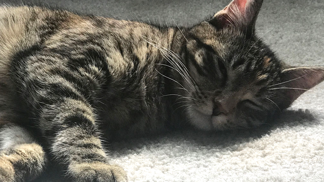 New York poised to become first state to ban cat declawing