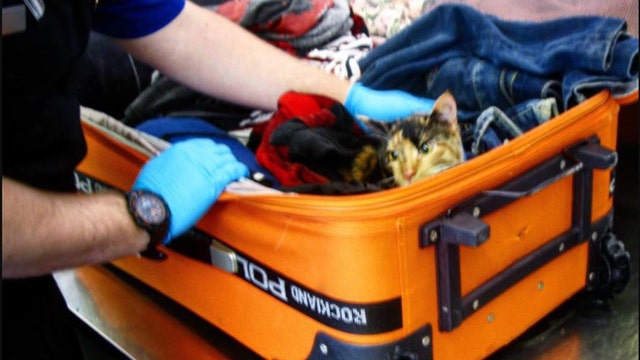 TSA finds cat packed in checked luggage
