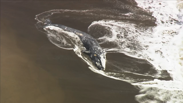 Dead whale found in Point Reyes, 13th in the Bay Area this year