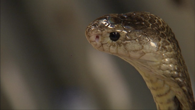 Traps set with dead snakes in search for missing king cobra