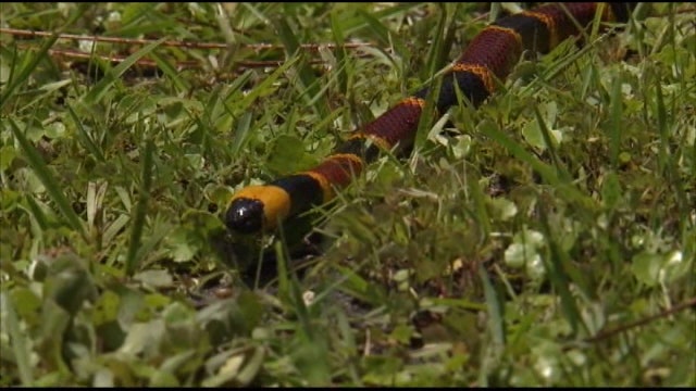 Student bitten by coral snake at school