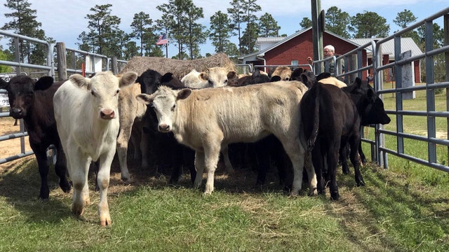 Loose livestock shuts down portion of I-10 in Florida
