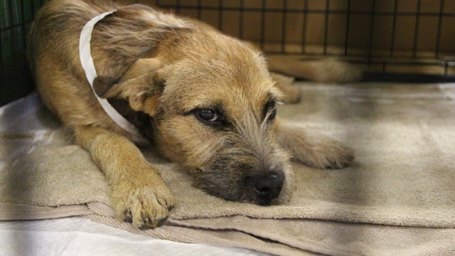 Pets evacuated for Irma now available for adoption at Atlanta Humane Society