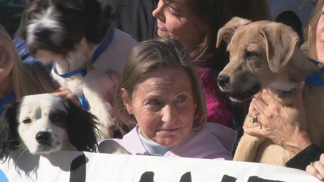 Angels Among Us celebrate 15,000 rescues